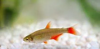 characidé à nageoires rouges