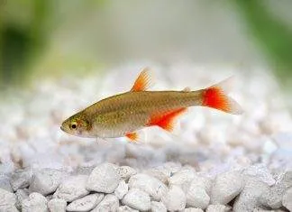 characidé à nageoires rouges