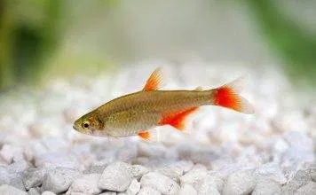 characidé à nageoires rouges