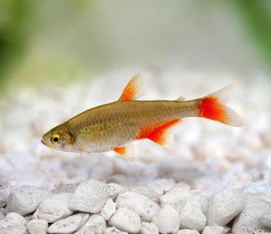characidé à nageoires rouges