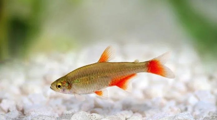 Fiche du poisson Aphyocharax anisitsi characidé à nageoires rouges
