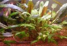 Les bases à connaître pour les plantes d’aquarium cryptocorine