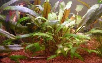 Les bases à connaître pour les plantes d’aquarium cryptocorine