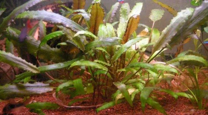 Les bases à connaître pour les plantes d’aquarium cryptocorine