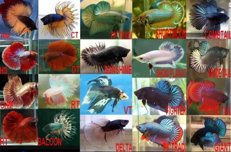 formes poisson combatant