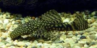 poisson Ancistrus multispinis