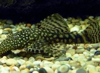 poisson Ancistrus multispinis