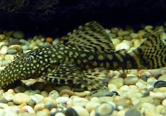poisson Ancistrus multispinis