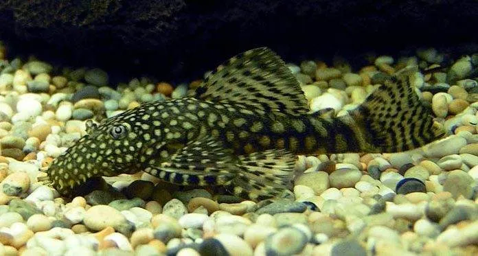 poisson Ancistrus multispinis