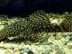 poisson Ancistrus multispinis