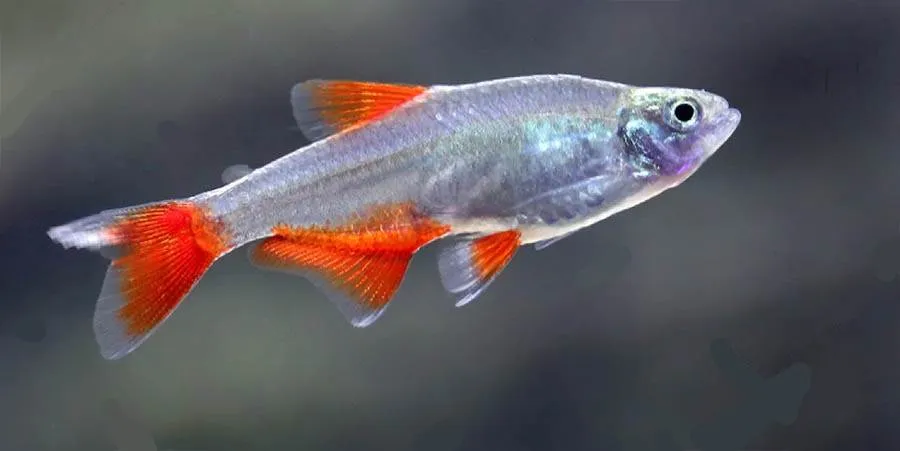 poisson Aphyocharax anisitsi