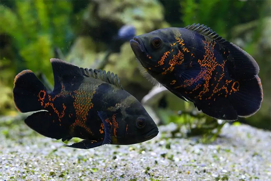 poisson Astronotus ocellatus