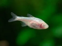 poisson Astyanax mexicanus