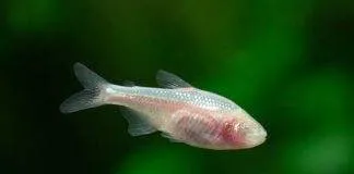 poisson Astyanax mexicanus