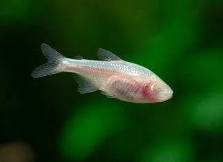 poisson Astyanax mexicanus