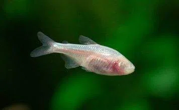 Fiche du poisson Astyanax mexicanus poisson Astyanax mexicanus