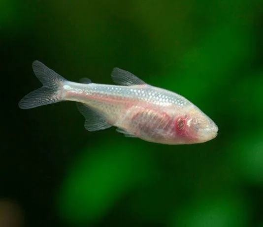poisson Astyanax mexicanus