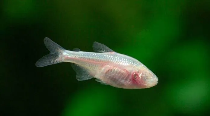 poisson Astyanax mexicanus