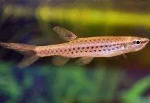 Fiche du poisson Copella nattereri poisson Copella nattereri