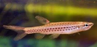 poisson Copella nattereri