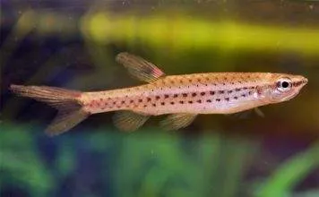 Fiche du poisson Copella nattereri poisson Copella nattereri