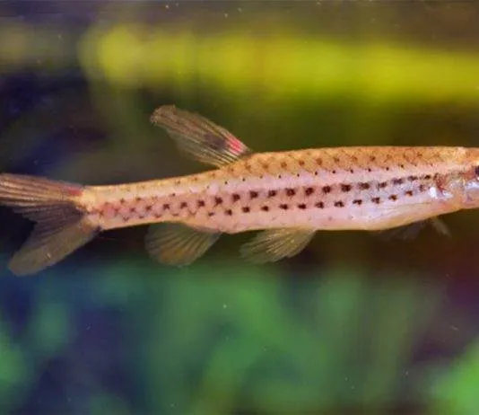 poisson Copella nattereri