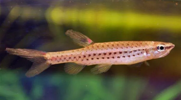 poisson Copella nattereri