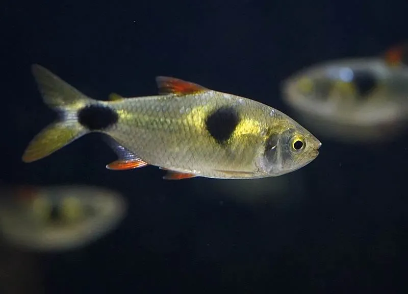 poisson Exodon paradoxus