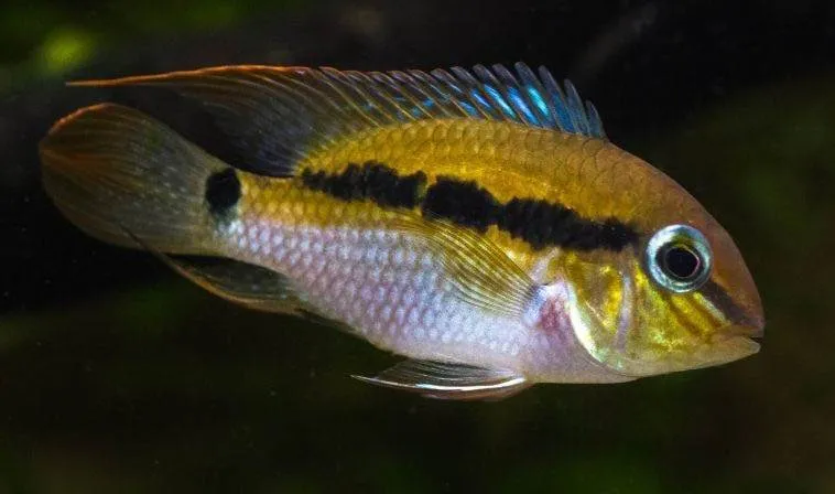 poisson Krobia itanyi