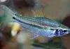 Fiche du poisson Neolebias unifasciatus poisson Neolebias unifasciatus