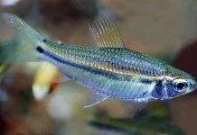 Fiche du poisson Neolebias unifasciatus poisson Neolebias unifasciatus