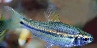 poisson Neolebias unifasciatus