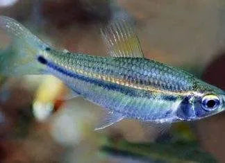 poisson Neolebias unifasciatus