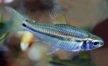 poisson Neolebias unifasciatus