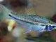 Fiche du poisson Neolebias unifasciatus poisson Neolebias unifasciatus