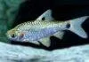 Fiche du poisson Puntius sophore poisson Puntius sophore