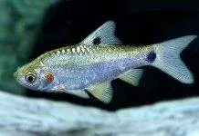 Fiche du poisson Puntius sophore poisson Puntius sophore