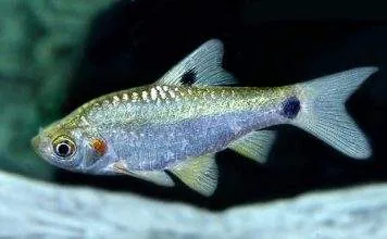 Fiche du poisson Puntius sophore poisson Puntius sophore