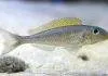 Fiche du poisson Xenotilapia flavipinnis poisson Xenotilapia flavipinnis