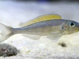 poisson Xenotilapia flavipinnis