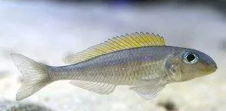 poisson Xenotilapia flavipinnis