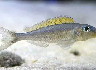 poisson Xenotilapia flavipinnis