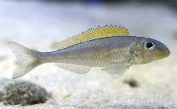 poisson Xenotilapia flavipinnis
