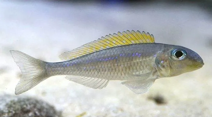 Fiche du poisson Xenotilapia flavipinnis poisson Xenotilapia flavipinnis