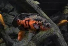 Fiche du poisson Astronotus ocellatus (oscar) poisson oscar