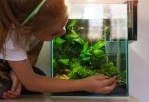 quels poissons pour nano aquarium quels poissons pour nano aquarium