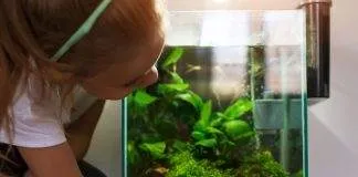 quels poissons pour nano aquarium