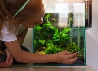 quels poissons pour nano aquarium quels poissons pour nano aquarium