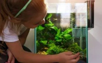 quels poissons pour nano aquarium quels poissons pour nano aquarium