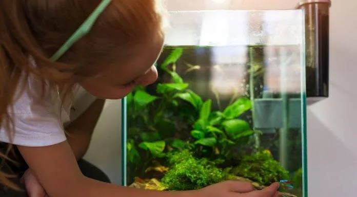 quels poissons pour nano aquarium